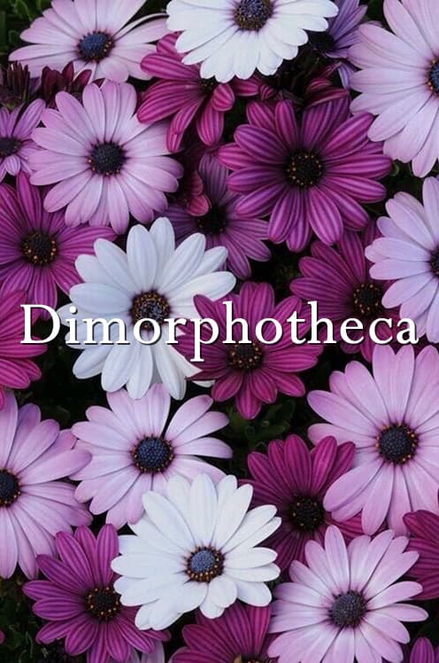 Dimorphotheca