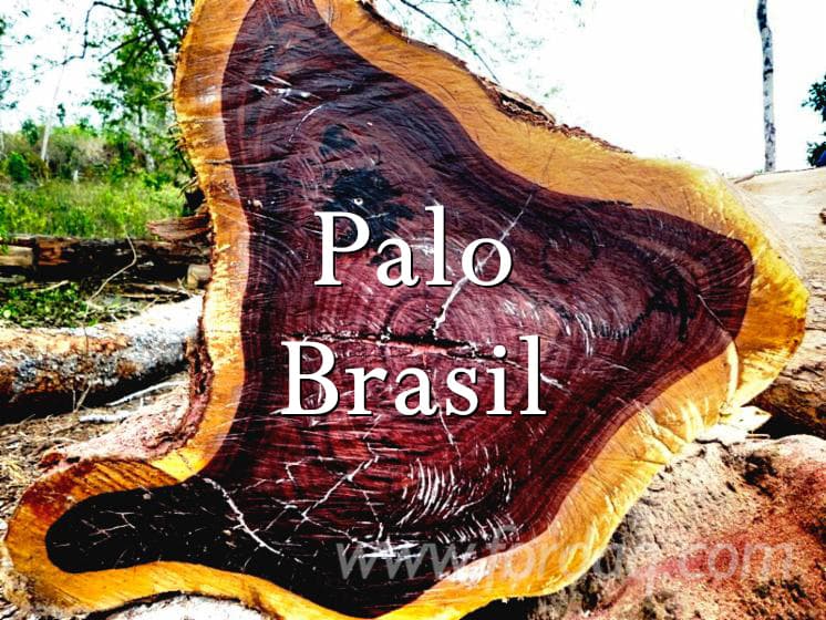 Palo Brasil
