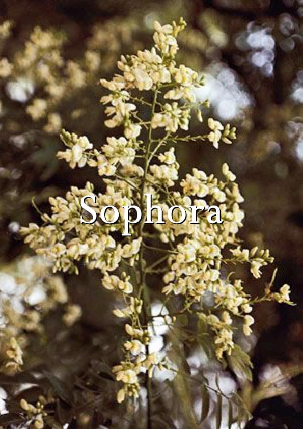Sophora