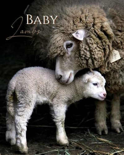 Lana natural Baby Lambs